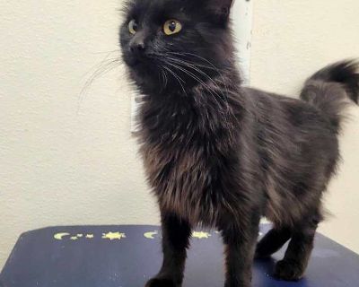 Young. Hair: short. Adoption process We do a vet reference prior to adopting. Shelter location Our shelter is located at 17290 State Hwy 5 N. Sunrise Beach, MO 65079. We're open from 10:30-4:00 Monday through Saturday. You do not need an appointment to meet our available pets during business hours. We have an application process and do not do same-day adoptions.