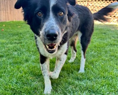 Ava - Border Collie & Australian Shepherd Mix Female Dog for Adoption
