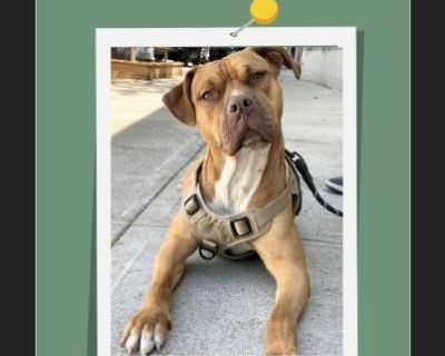 SCRAPPY - Male Puppy American Bulldog mix for Adoption