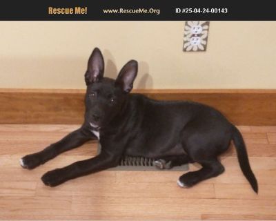 Winnie - Female Puppy Dutch Shepherd / Lab for Adoption