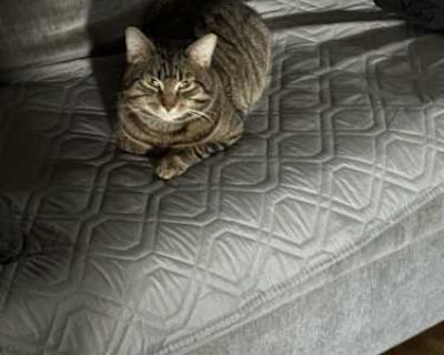 DJ - Tabby Male Cat for Adoption