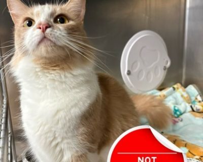 This pet is new to the shelter and awaiting their medical and behavioral evaluation.. Adult Female Medium