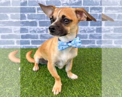 Baby * Location Corona, CA, 92883 USA USA *. Dog Breed: Pug / Chihuahua / Mixed (short coat). Hi there! I m Kevin, an eleven-month-old Pug/Chihuahua mix puppy who s always up for some fun and adventure. I m curious about everything and love to explore, chasing after anything that looks interesting or playful. When I m done with all my energetic antics, I m happy to settle down for a cozy nap. I...