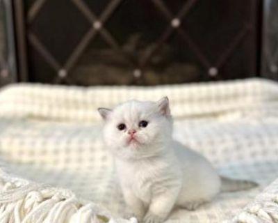 Household pet. Champion bloodlines. Not registered. Everything that the Kitten needs to go home is included, like the vet checks sandbox, along with the sand and a Blankey for the kitten. Please visit my other listings and website for in depth details of my kittens! Www.BritishRoyaltyKittens.com