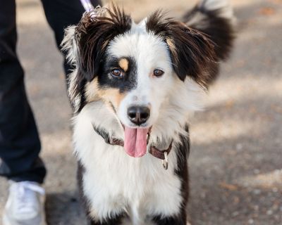 I am at Oakland Animal Services in kennel Dog I:6. Health Spayed / neutered.. Puppy Male Medium