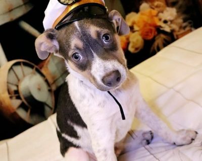 Scout - Australian Cattle Dog / Blue Heeler & Hound Mix Male Puppy for Adoption