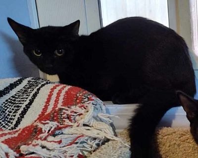 Onyx - Domestic Shorthair Male Cat for Adoption