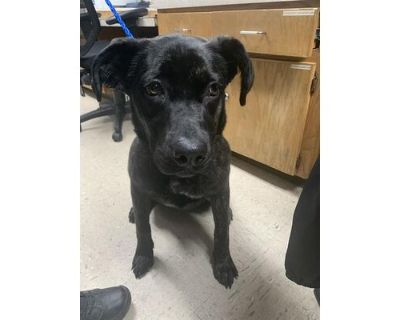 SOOKIE - Labrador Retriever Female Dog for Adoption