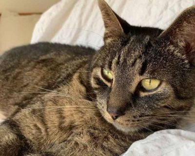 Adult. Brown tabby. Hair: short. You can fill out an adoption application online on our official website. Hi! My name is Luca. My human says I am probably 9 years old. I was adopted by my human during the pandemic and we've lived together blissfully for 4 years, but my human has developed an allergy, and sadly, we must part ways. I am sweet and friendly, and I love meeting new people. I spend m...