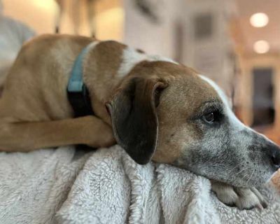 Ava (PetConnect Rescue) - Hound (Unknown Type) Female Dog for Adoption