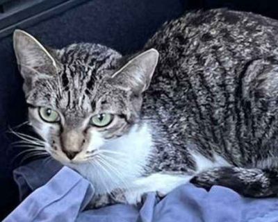 Young. Gray, blue or silver tabby. Microchipped. Meet Tiger Tina A Gentle Snuggle Bug Looking for Love Tiger Tina is a beautiful 1-year-old shorthair tabby with striking black, gray, and white markings that make her look like a little work of art. She may start off a bit shy when meeting new people, but once she feels safe, her loving personality shines through and that s when you see what a tr...