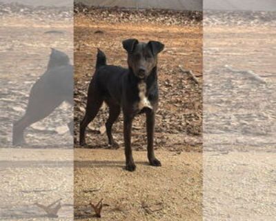 Luca - Male Labrador Retriever-Unknown Mix Young for Adoption