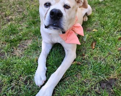 Meet Mama Daisy, a Petstablished American Bulldog Dog