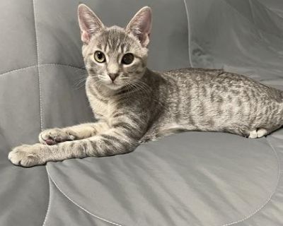 Meet Blossom ! Blossom is a charming little girl born in April 2025. Blossom is as sweet as they come! This little fluff of love will steal your heart the second you lock eyes with her! She is sweet, a little shy, but also loves to play, and loves to snooze! She would make the perfect companion for any type of family and bring endless amounts of love. She s learning to play with string toys and...