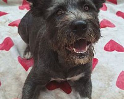 Malia - Scottie, Scottish Terrier Female Dog for Adoption