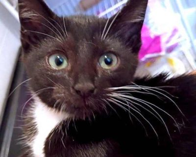 Bay - Domestic Shorthair Female Kitten for Adoption