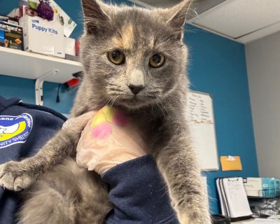 Health Vaccinations up to date.. Young Female Small Tortoiseshell