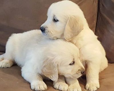 Lovely Golden Retriever puppies