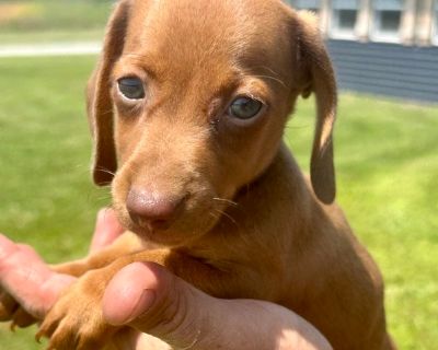 Puppy 3 - Dachshund Male Puppy for Adoption