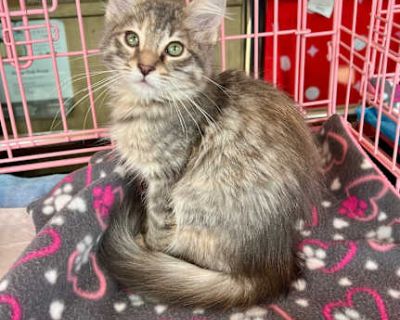 Good with kids Good with cats Shots current Spayed / Neutered Housetrained. Breed Domestic Longhair Color Calico or Dilute Calico Age Kitten Sex Female Pet ID Hair Length medium