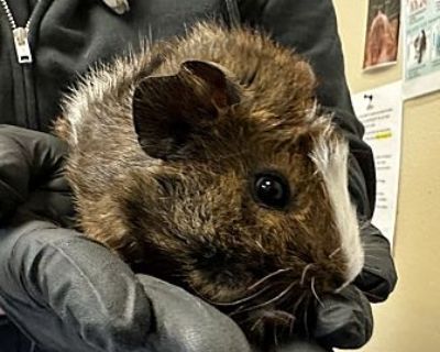 Ant Eater - Guinea Pig Male for Adoption