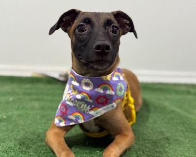 Exciting News: This adorable pup will be at an adoption event near you! Check our website: https://AmazingDogsRescue.org/dogs/ Or call 888.508.8943 (Monday to Sunday, 8 AM to 8 PM).. Out-of-town pets are cared for by non-local organizations who can make arrangements for the pet to be transported to your area. Learn More. Puppy Female Medium Tricolor (Brown, Black, & White) , Brown / Chocolate