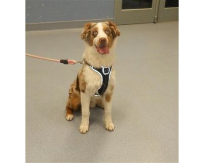 RIVER - Australian Shepherd Male Dog for Adoption