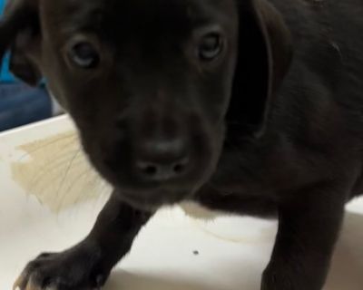 Health Vaccinations up to date.. Puppy Male Small