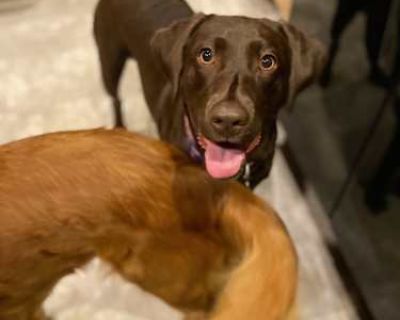 Cocoa - Labrador Retriever Female Dog for Adoption