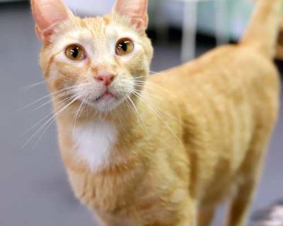 Gino - Domestic Shorthair Male Cat for Adoption