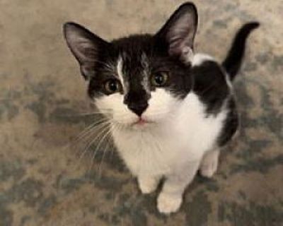 Hawthorne - Domestic Shorthair Female Cat for Adoption