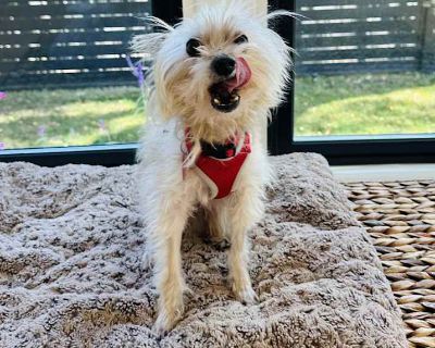 Senior. Tan/yellow/fawn - with white. Hi there, I m Chip! I m a 12-year-old Yorkshire Terrier mix, and even though I m a little guy at just 6 pounds, I ve got a huge personality! Everyone says I m adorable, playful, and just plain cute and honestly, I have to agree. Don t let my age fool you I ve still got plenty of pep in my step and love to play. I m happiest when I m near my people, whether ...