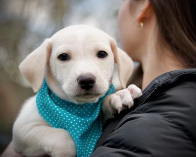 Introducing the Gilmore Girls Litter! These adorable mixed breed puppies were born on September 25, 2025 to their sweet Mama, Loralei. From day one, they ve been surrounded by love, care, and plenty of human interaction, making them social, confident, and ready to join a family. Their mom is a mid-sized sweetheart (about 40 pounds) who looks like a hound or feist mix. Dad is unknown, though a f...
