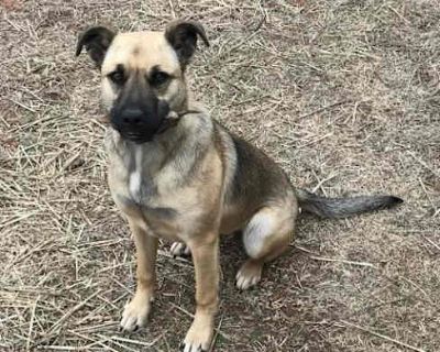 Sugar - Shepherd (Unknown Type) Female Dog for Adoption
