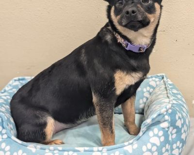 Lady - Miniature Dachshund & Pug Mix Female Dog for Adoption