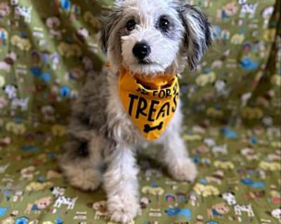 STAR - Aussiedoodle Female Puppy for Adoption