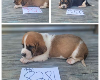 2 Male and 6 Female Basset Hound Puppies for Sale