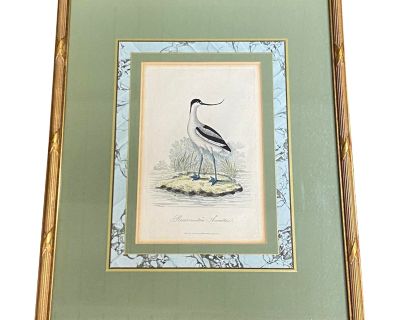 Framed “Pied Avocet” Hand Colored Engraving by George Graves C.1811