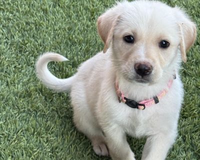 Lucy - Great Pyrenees Mix Female Dog for Adoption