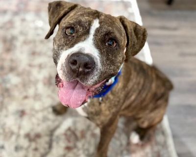 Ann Marie is really too distinguished of a name for someone who wiggles and snorts the way this girl does. Ann Marie is a (unofficial) Certified 1st Place Snuggler. She hasnt shown anyone the ribbon but she will show you how she secured the title, all you have to do is sit down somewhere, she will seek you. Take a look at this sweet lady here then come back to read more- https://youtu.be/tVMnFC...