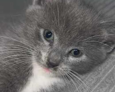 My older female cat unfortunately got out of the house and came back pregnant she had kittens and we are not able to keep them. Born 10/2/2025. Good with kids Good with dogs Good with cats Housetrained. Breed Domestic Mediumhair Color Gray or Blue (Mostly) Age Kitten Sex Female Pet ID 7788141 Hair Length medium