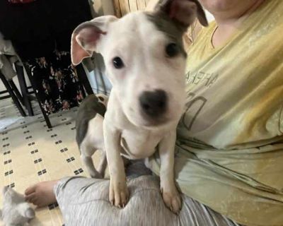 Princess Leia - Pit Bull Terrier Female Puppy for Adoption