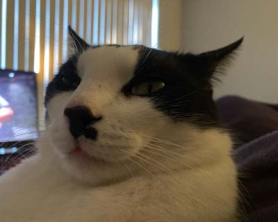 Goldaline has been visiting us for months, eventually he decided he wanted to come inside and become part of the family. Unfortunately, he does not get along with our existing cat Cecilia. He is very loving with a loud purr and big personality. We suspect he has single kitten syndrome because of his behavioral issues, he will need a kind and experienced new owner.. Not good with cats Needs expe...