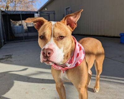 Libby - Pit Bull Terrier Female Dog for Adoption