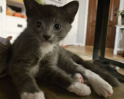 Mittens is a sweet little girl who LOVES to chase her toys around the house and wrestle with her siblings. She plays until she is too exhausted to go on and then will find her a person to hold her and cuddle. She is completely litter box and litter robot trained. She gets along perfectly fine with large dogs, other cats and kittens, and kids. She would love to be adopted with one of her litter-...