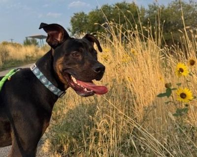 Ozzy - Pit Bull Terrier & Rottweiler Mix Male Dog for Adoption