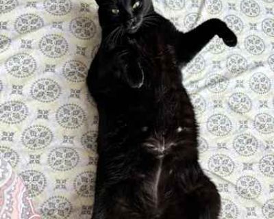 My baby is 3 years old, her birthday is march 2023. She s such a good girl and I m looking for someone who will love her unconditionally like I always will, but unfortunately I have to rehome her due to not being able to keep up with her expenses and big changes happening in my personal life:( I ve had her since she was a kitten so she s litter trained and loves to be around other humans. I m s...