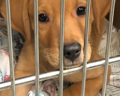 Timmy - Labrador Retriever Mix Male Puppy for Adoption