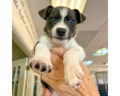 Frannie - Mixed Breed (Small) Female Puppy for Adoption