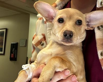 Peach (BOSS Baby!) - Dachshund & Corgi Mix Female Dog for Adoption